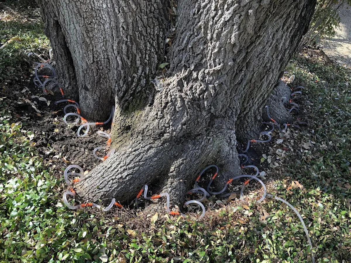 Detailed Tree Cabling and Bracing job site in Fort Necessity