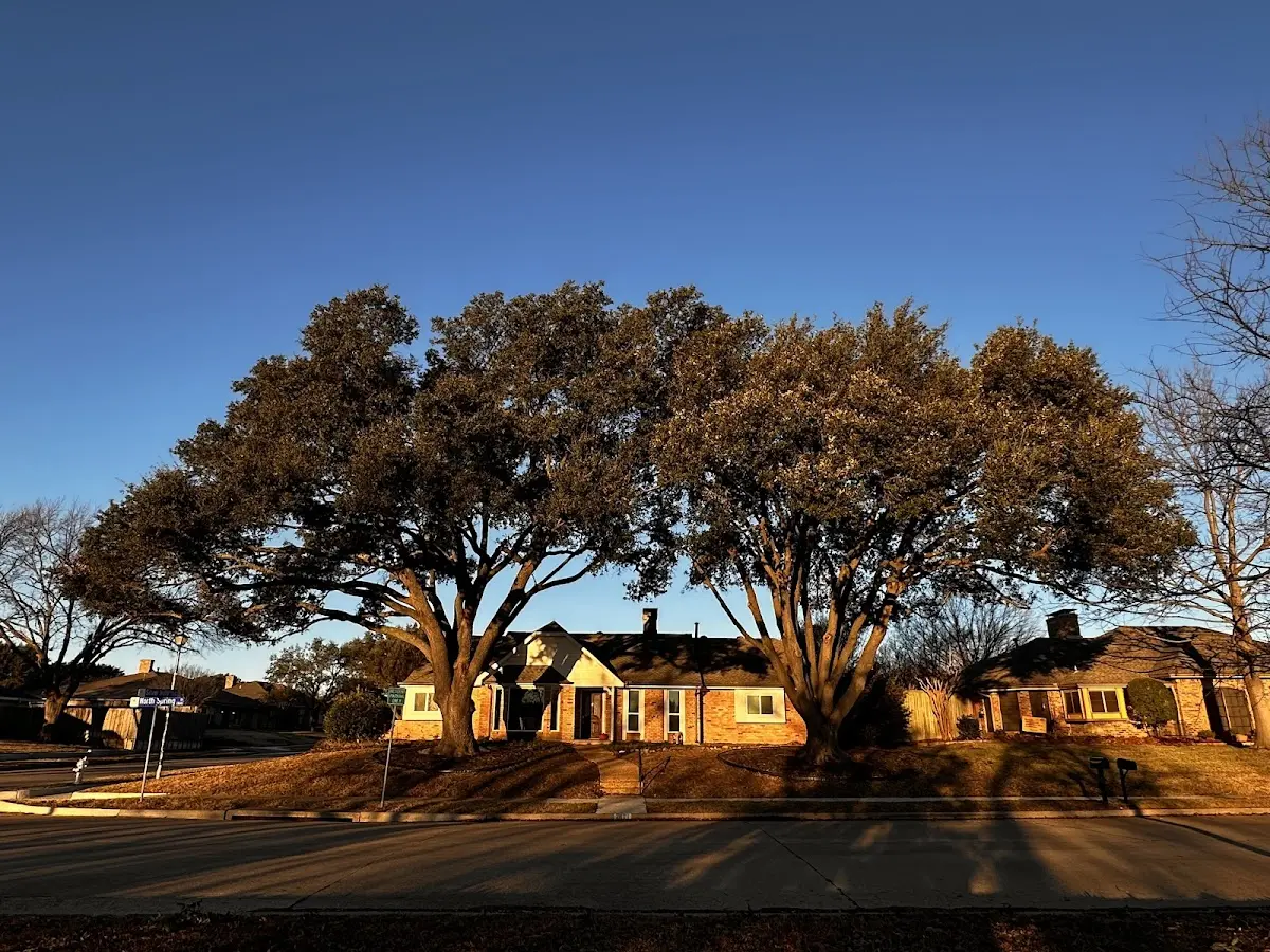 Established residential canopy tree shading a home in Fort Necessity